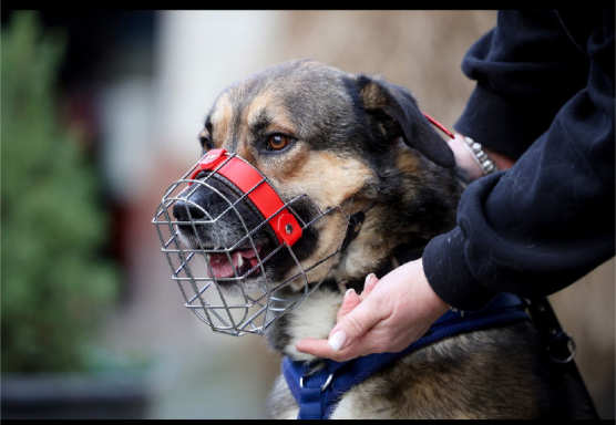 Ein Hund mit Maulkorb, der von einer Person gehalten wird.